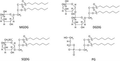 Lipid Dependence of Xanthophyll Cycling in Higher Plants and Algae